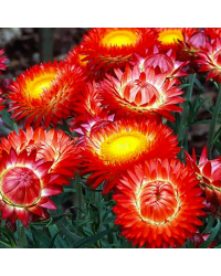 Bracteantha immortelle dreamtime jumbo red
