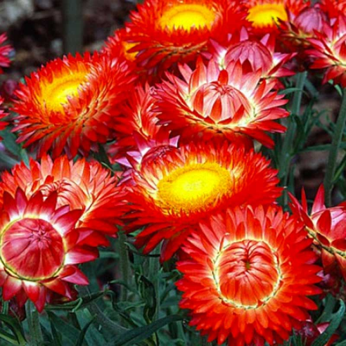 Bracteantha immortelle dreamtime jumbo red