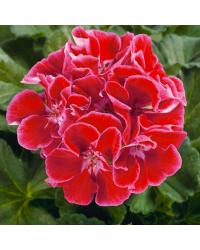 Geranium zonal spanish wine burgundy