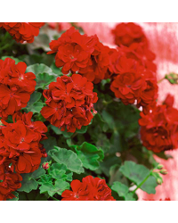Geranium lierre double kate