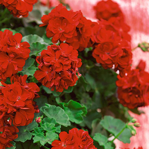 Geranium lierre double kate