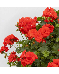 Geranium lierre double polly orange