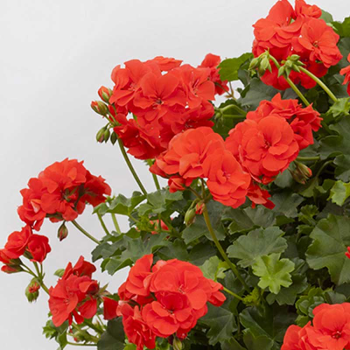 Geranium lierre double polly orange