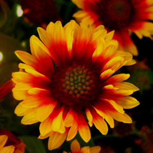 Gaillarde Galya blazing sun