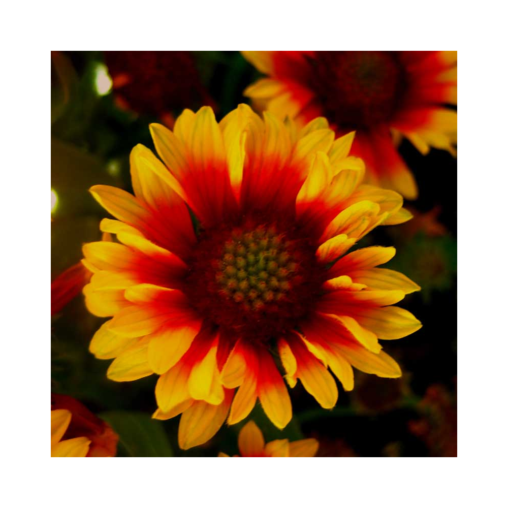 Gaillarde Galya blazing sun