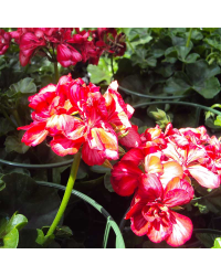 Geranium lierre Toscana Chris