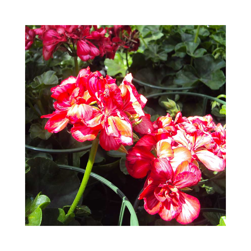 Geranium lierre Toscana Chris