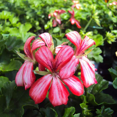 Geranium lierre Villetta Rouge et blanc