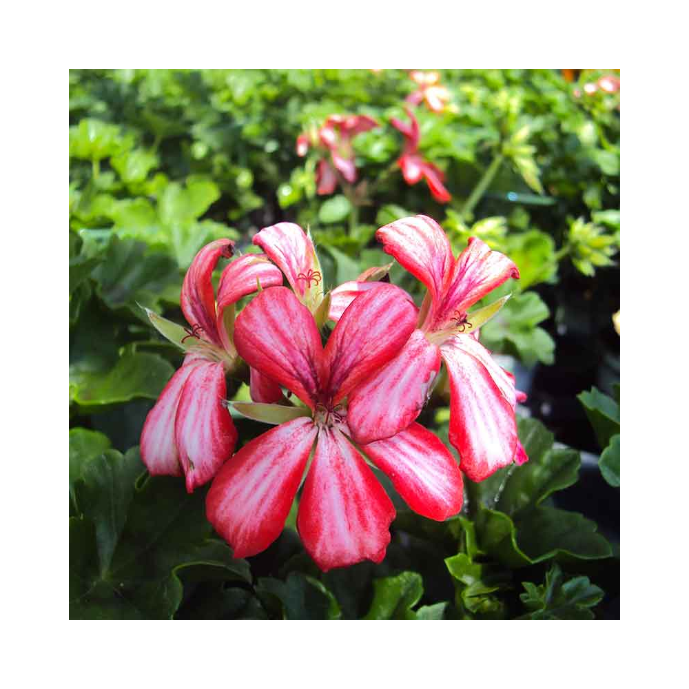 Geranium lierre Villetta Rouge et blanc