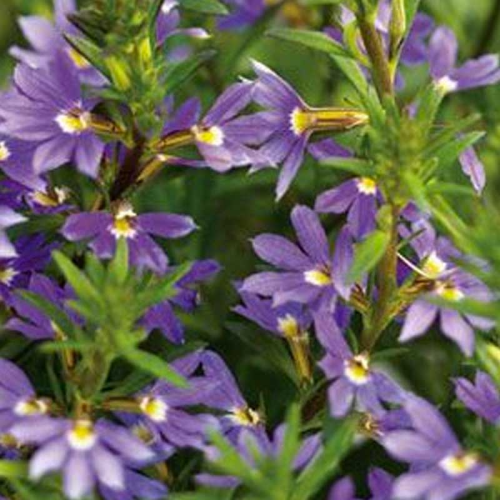 Scaevola aemula whirlwind blue scahapur