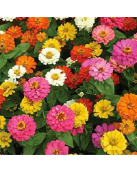 Zinnia elegans mondo formula