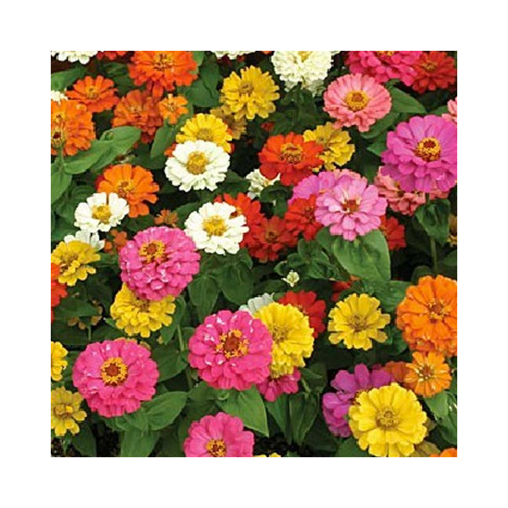 Zinnia elegans mondo formula