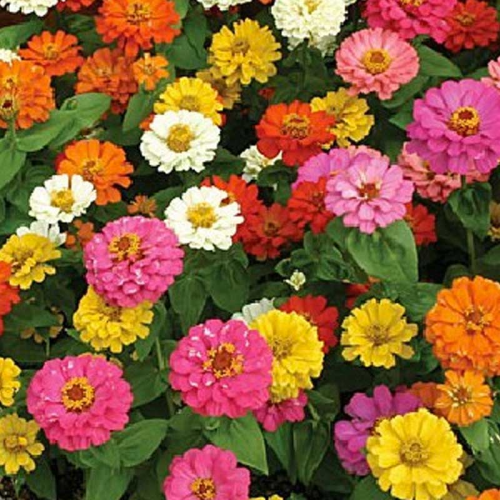 Zinnia elegans mondo formula