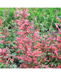 Agastache Kudo Coral Rose