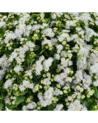 Ageratum Aguilera White