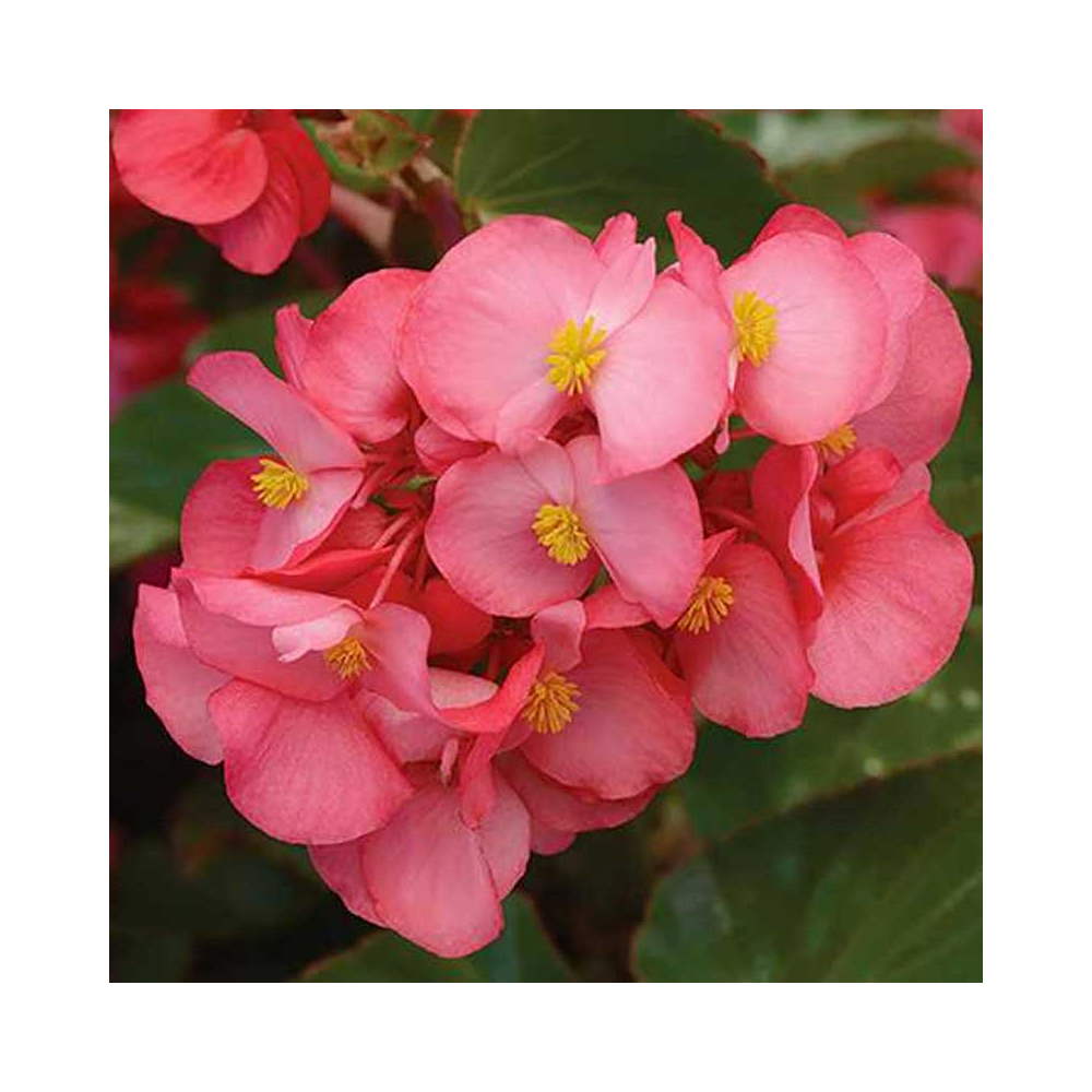 Begonia Mega Watt Rose Green Leaves