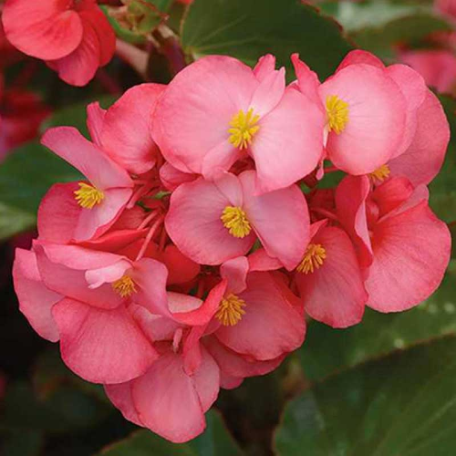 Begonia Mega Watt Rose Green Leaves