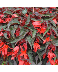 Begonia Retombant Summerwings Dk Elegance