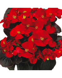 Begonia Semperflorens Mascotte Scarlet Improved