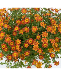 Bidens Orange Beedance Blazing Glory