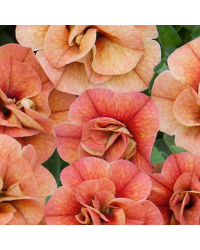 Calibrachoa Cancan Rosies Apricote