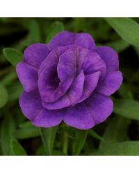 Calibrachoa Hybrida Double Blue