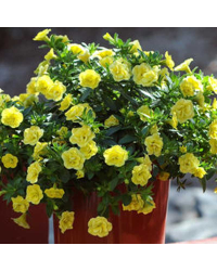 Calibrachoa Hybrida Double Lemon Yellow