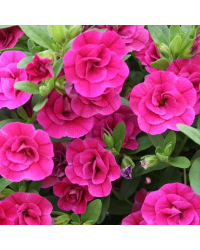 Calibrachoa Hybrida Double Rose