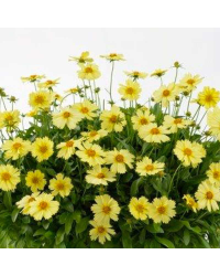 Coreopsis Grand Solanna Glow