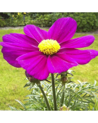 Cosmos Bipinnatus Casanova Violet