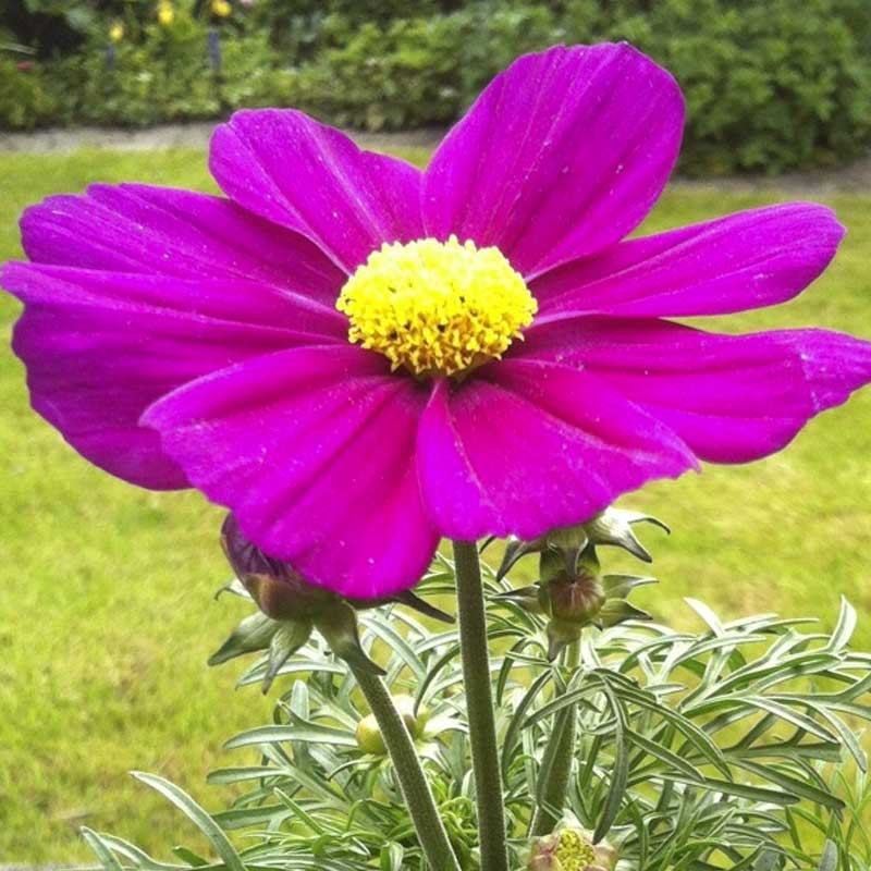 Acheter Cosmos Bipinnatus Casanova Violet et autres plantes sur Coclicoh