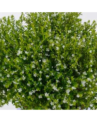 Cuphea Hyssopifolia Cupid White