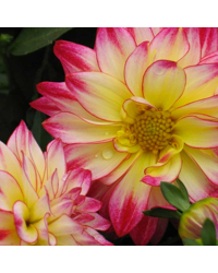 Dahlia Hypnotica Tropical Breeze
