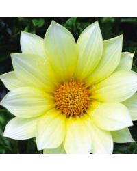 Gazania Rigens Gazoo Jaune
