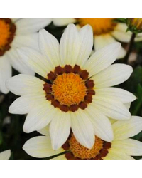 Gazania Rigens Kiss Mix