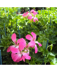 Geranium Lierre Simple Acapulco Rose