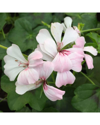 Geranium Lierre Simple Blanc