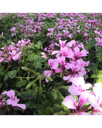 Geranium Lierre Simple Mauve Basky