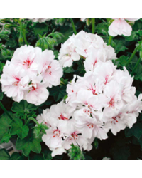 Geranium Lierre Blanche Roche