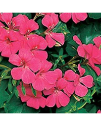 Geranium Lierre Blizzard Pink Fim