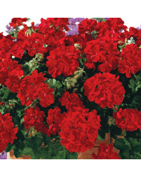 Geranium Lierre Boneta