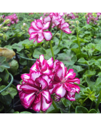 Geranium Lierre Corriente Explosive