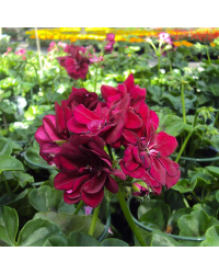 Geranium Lierre Corriente Lulus