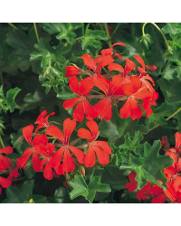 Geranium Lierre Simple Rouge