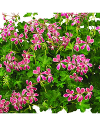 Geranium Lierre Décora Stellena