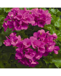 Geranium Lierre Interspecific Caliente Lavender Applied
