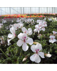 Geranium Lierre Rainbow Blanc