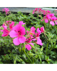 Geranium Lierre Rainbow Neon