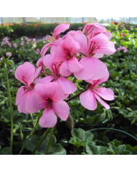 Geranium Lierre Rainbow Rose