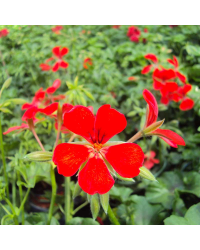 Geranium Lierre Red Blizzard (Très Florifère)